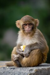 Baby monkey eating corn.