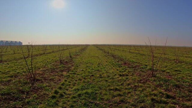 Walking between rows of blueberry bushes in a long farmer's field