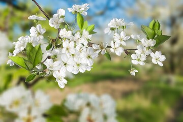 Fresh beautiful spring flower of cherry tree.