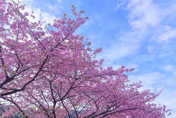 満開の河津桜と青空