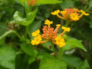 yellow flower in the garden