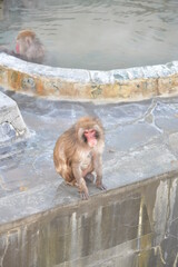 温泉に入る猿
