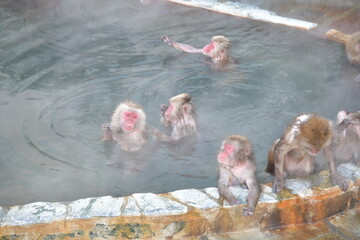 温泉に入る猿