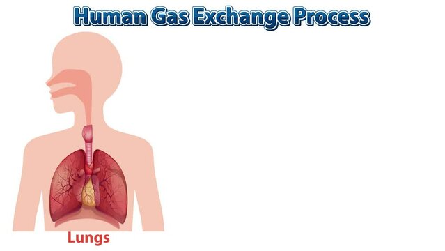 Animated Guide to Human Gas Exchange Process