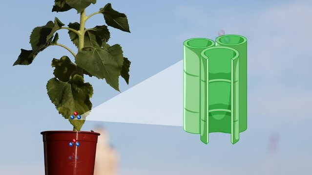 Animated Explanation of Sunflower Plant Photosynthesis