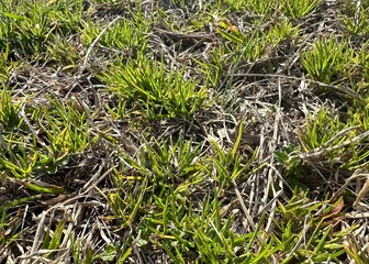 Poa annua in warm-season dormant grass in winter and early spring lawn