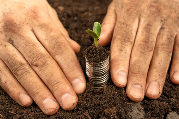 Plants for Money - The Concept of Money Growth A male farmer is touching the soil in a field with his hands. Farmer's hands hold organic soil and plants with money .