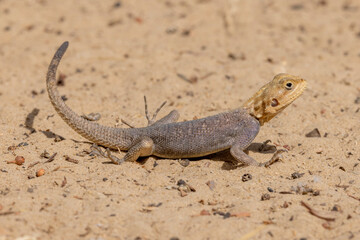 Eine Siedleragame spreizt Schwanz und Zehen wegen der Hitze vom Boden ab