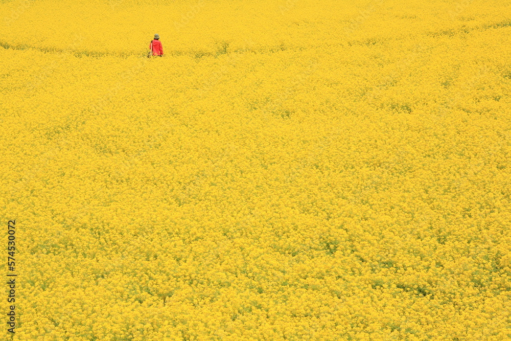 Canvas Prints In the field of rape flowers