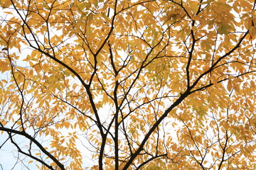 the yellow leaves of autumn