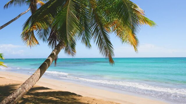Summer morning on a tropical beach with palm trees on the Caribbean coast. Sea waves on a wild sandy shore. The best place for vacation. Travel and summer vacation concept.