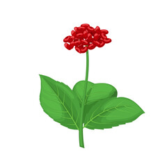 ginseng plant medicine cartoon vector illustration color sign