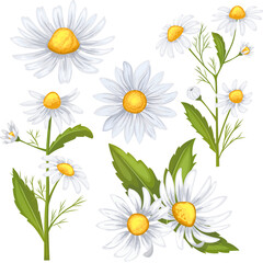 daisy flower set cartoon vector illustration color sign