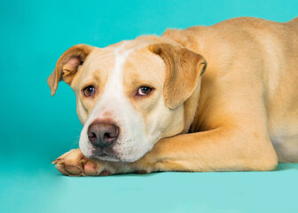 Obraz premium A dog posing for their adoption photo