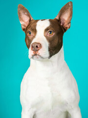 A dog posing for their adoption photo