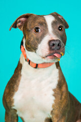 A dog posing for their adoption photo