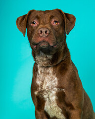 Fototapeta premium A dog posing for their adoption photo