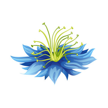 nigella sativa cumin black cartoon vector illustration