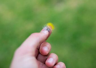 beautiful tiny feather of a small colourful bird held by hand with green grass in the background