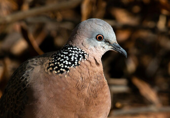 Closeup of spotted dove (pigeon) in the backyard in direct sunlight staring into the camera
