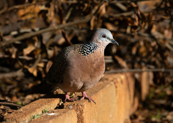 Closeup of spotted dove (pigeon) in the backyard in direct sunlight staring into the camera