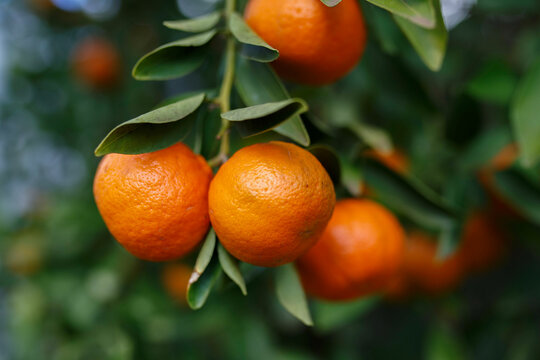 Fresh and ripe mandarins on a mandarin tree during the months of winter in Adelaide, South Australia