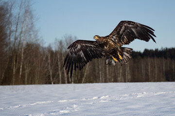 Bird of prey flying in The Bohemian Moravian Highlands.