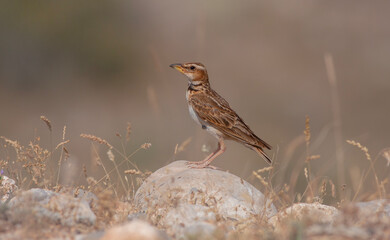 little bird watching around on the stone, Bimaculated Lark, Melanocorypha bimaculata