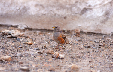 little bird watching on the ground, Alpine Accentor, Prunella collaris