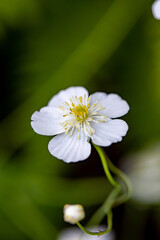 Ranunculus platanifolius growing in mountains	