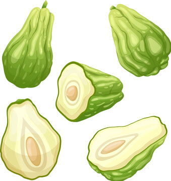 chayote fresh food set cartoon vector illustration