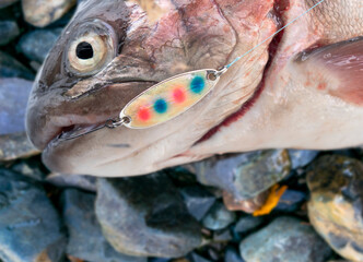 Rainbow trout caught fly fishing tackle. Angler releasing an trout. Trout fish caught on the...