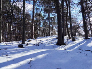 Winter wonderland walk in forest and blue sky
