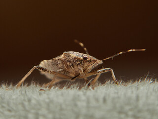 Stink beetle in detail on upholstery