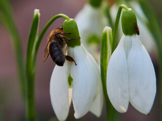 Bees doing their first spring work on snowdrops