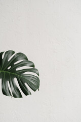 Manstera leaf on white texture background