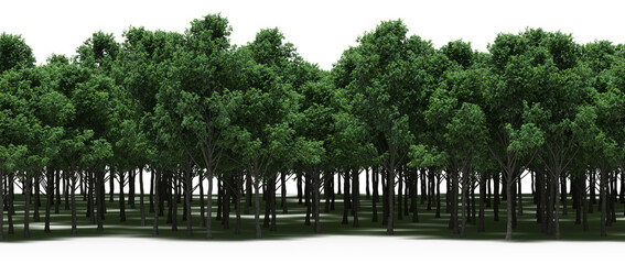 trees in the forest with a shadow on the ground, isolated on white background, 3D illustration, cg render
