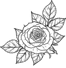 Arthur Bell rose  png.Beautiful flower on transparent background.