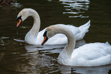Obraz premium Two graceful white swans swim in the dark water.