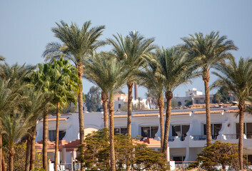 Fototapeta na wymiar Palm trees near the building.