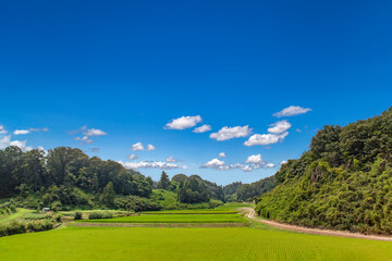 谷間にある稲田の田舎風景。背景素材