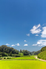 谷間にある稲田の田舎風景。背景素材