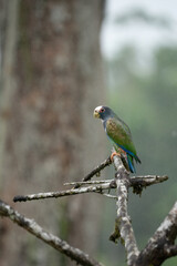 Brown-hooded Parrot, Pionopsitta haematotis, portrait of light green parrot with brown head. Detail close-up portrait of bird from Central America. Wildlife scene from tropical nature