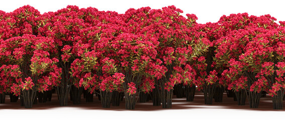 trees in the forest with a shadow on the ground,  isolated on transparent background, 3D illustration, cg render