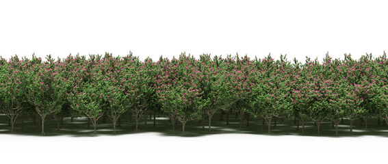 trees in the forest with a shadow on the ground,  isolated on transparent background, 3D illustration, cg render