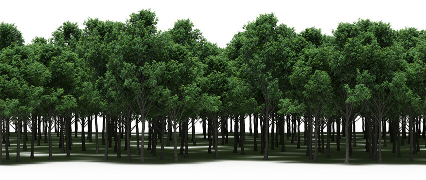 trees in the forest with a shadow on the ground,  isolated on transparent background, 3D illustration, cg render