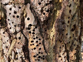 Close up of tree bark with holes drilled into by acorn woodpeckers
