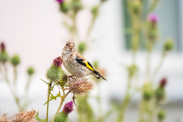European goldfinch with juvenile plumage, feeding on the seeds of thistles. Carduelis carduelis.