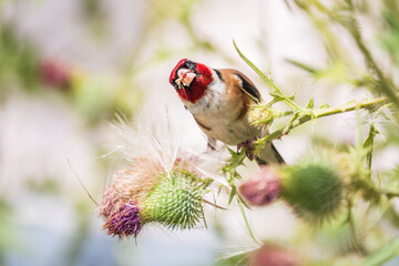 European goldfinch, feeding on the seeds of thistles. Carduelis carduelis.