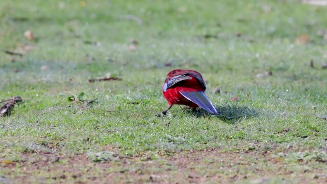 an adult crimson rosella walks away from the camera at a park in the snowy mountains of nsw, australia